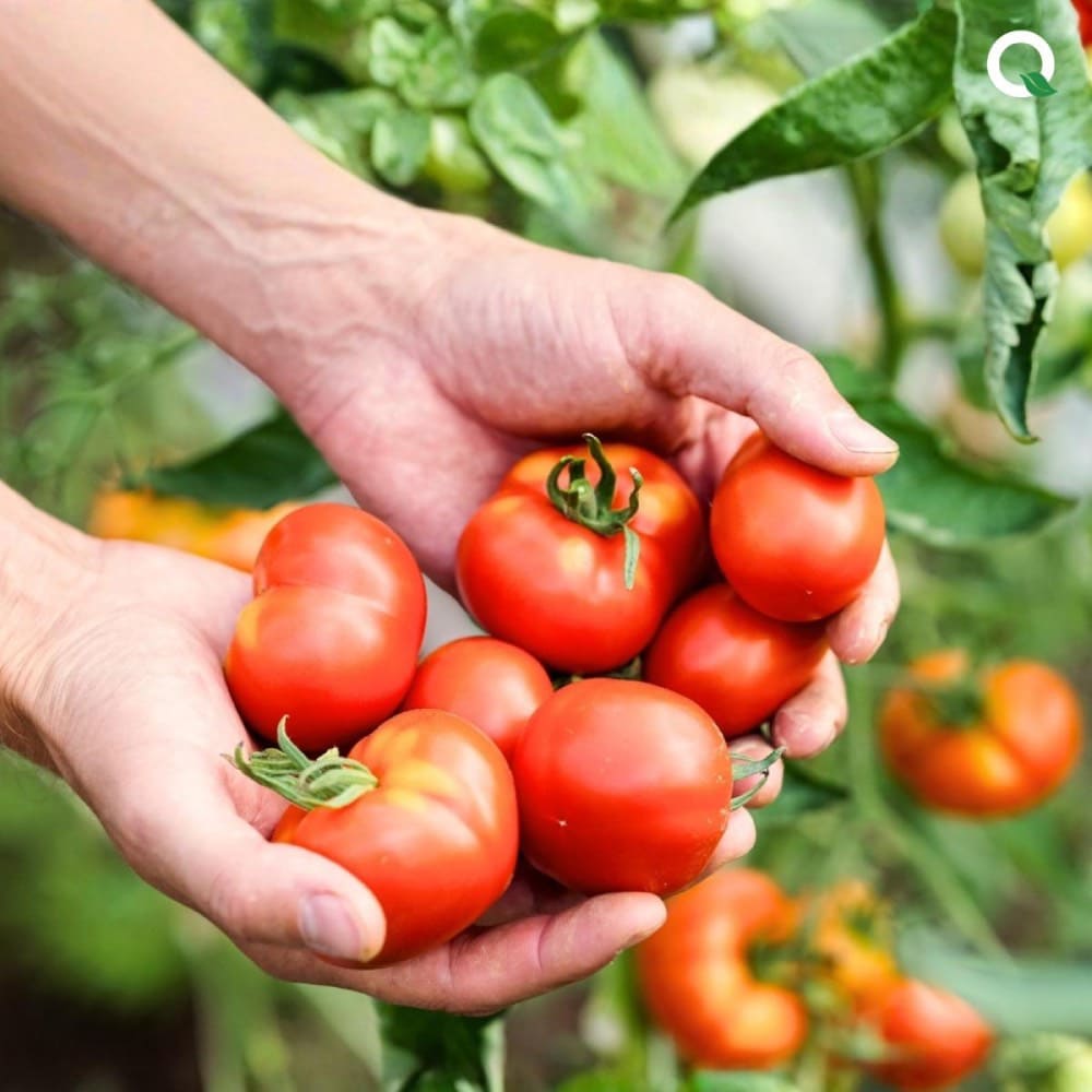 Quickart brings fresh produce to UAE homes